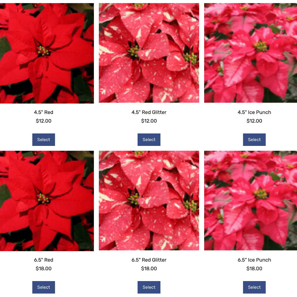 Poinsettia screenshot for link to square site 2022